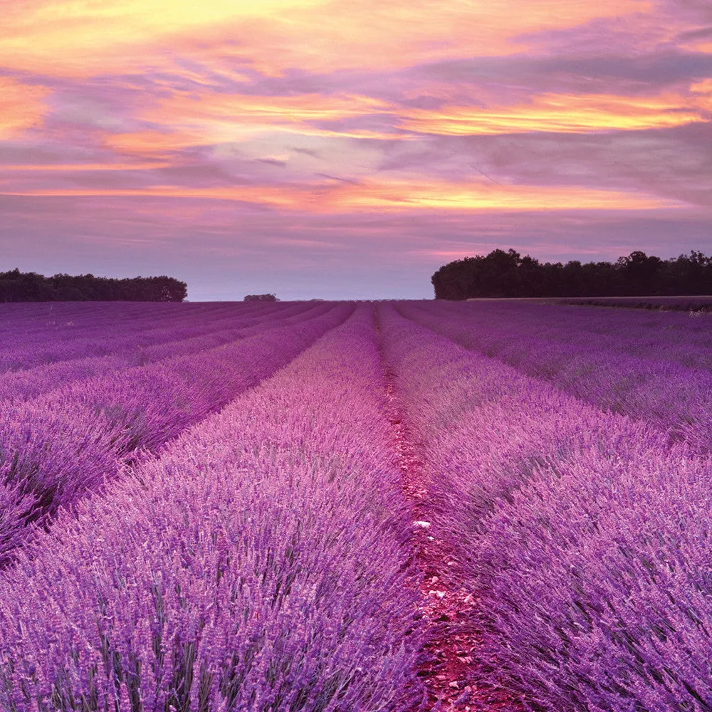 Root Candles Large Veriglass 10.5oz 630g - Lavender Vanilla